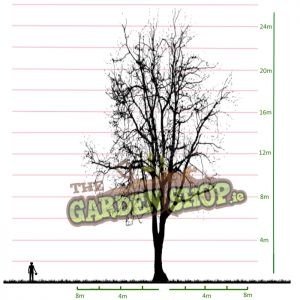 Birch Tree Size