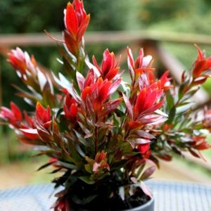 Bottlebrush Plant