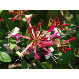 Honeysuckle Climbing Plant