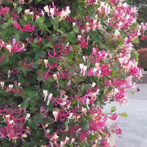 Honeysuckle Climbing Plant