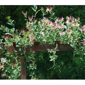 Honeysuckle Climbing Plant