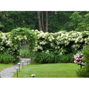 Hydrangea Climbing Plant