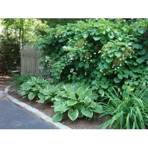 Hydrangea Climbing Plant