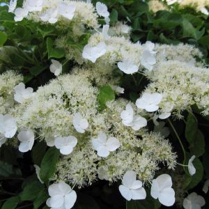 Hydrangea Climbing Plant