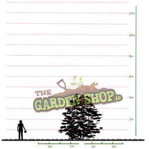 Sambucus Plant Size