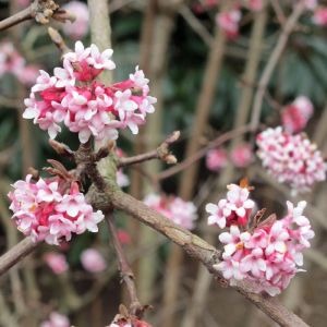 Viburnum Plant