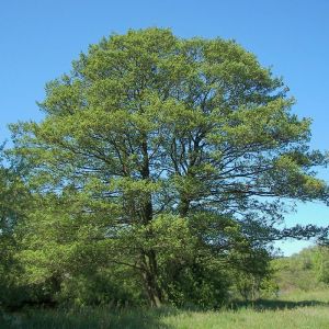 Bare Root Alder Tree