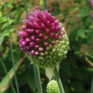 Allium Bulbs