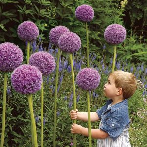 Allium Bulbs