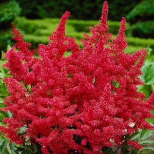 Astilbe Plant