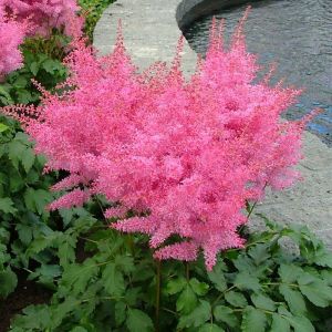 Astilbe Plant