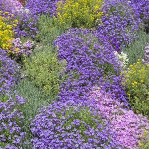 Aubrietia Bedding Plant