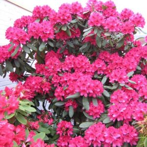 Azalea Plant