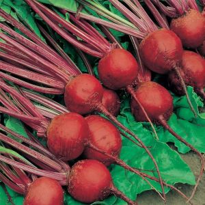 Beetroot Seeds