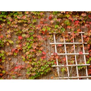 Boston Ivy Climbing Plant