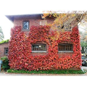 Boston Ivy Climbing Plant