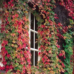 Boston Ivy Climbing Plant