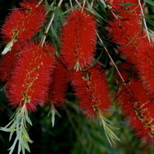 Bottlebrush Plant