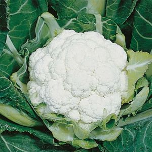 Cauliflower Plug Plants