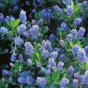 Ceanothus Plant