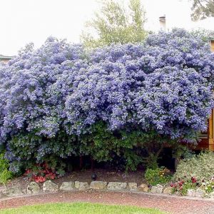 Ceanothus Plant