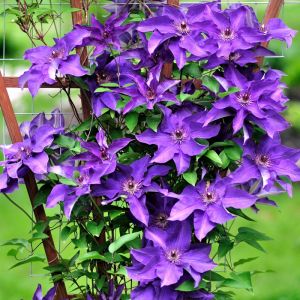 Clematis Climbing Plant