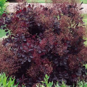 Cotinus Plant