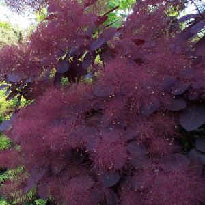 Cotinus Plant