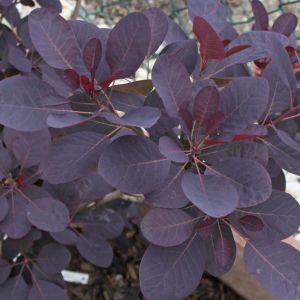 Cotinus Plant