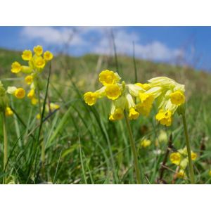 Cowslip Plants