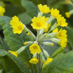 Cowslip Plants