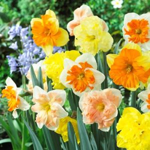 Daffodil Bulbs