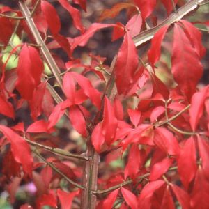 Euonymus Alatus Plant