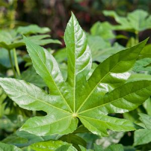 Fatsia Japonica Plant