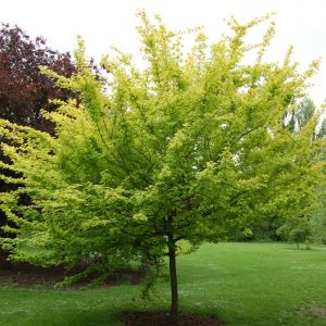 Field Maple Tree