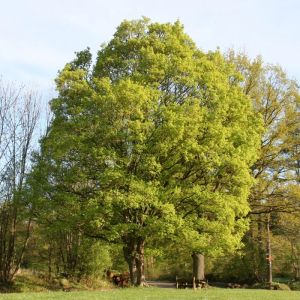 Field Maple Tree