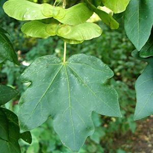 Field Maple Tree