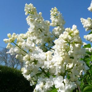 Lilac Tree