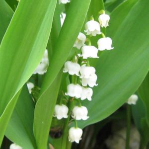 Lily of the Valley Plant