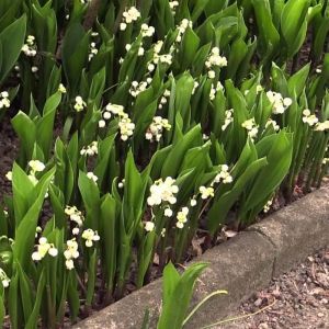 Lily of the Valley Plant