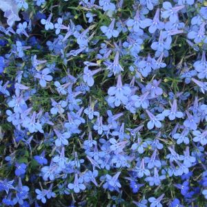 Lobelia Seeds