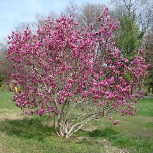 Magnolia Susan Tree