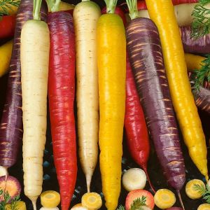 Mixed Carrot Seeds