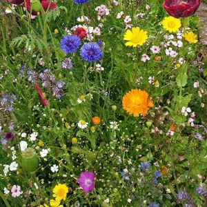 Mixed Summer Flower Seeds