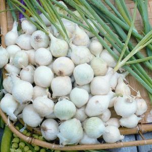 Onion Seeds