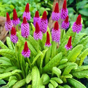 Primrose Plants