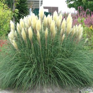 Pampas Grass Plants