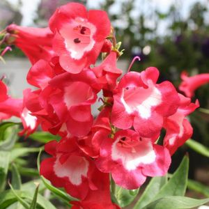 Penstemon Plants