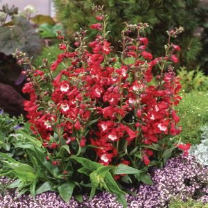 Penstemon Plants