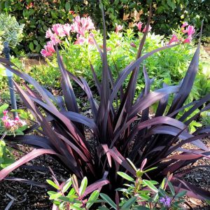 Phormium Plant